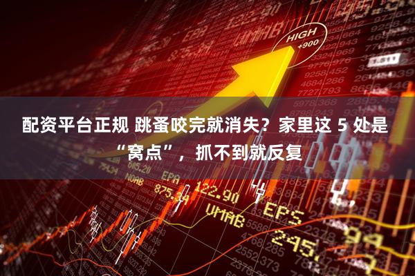 配资平台正规 跳蚤咬完就消失？家里这 5 处是 “窝点”，抓不到就反复